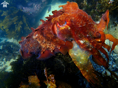 A Sepia apama | Australian giant cuttlefish