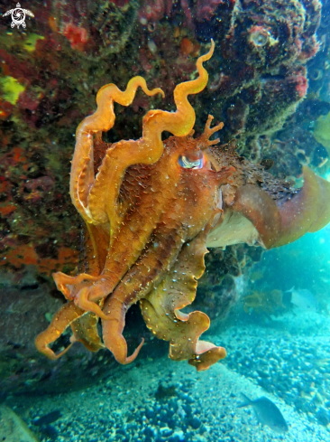 A Australian giant cuttlefish