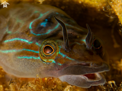 A Lepadogaster lepadogaster | Shore Clingfish