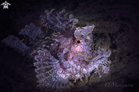 A Purple Weedy scorpionfish  (Rhinopias frondosa) 