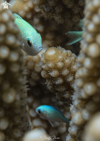 A Green Chromis