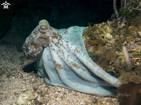 A Caribbean Reef Octopus