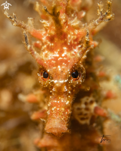 A Hippocampus guttulatus | Seahorse