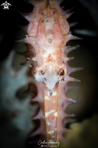 A Spiny seahorse