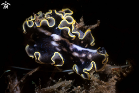 A Marine flatworm