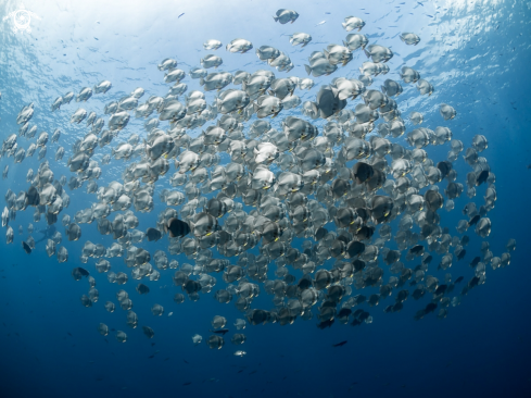 A Longfin Batfish 