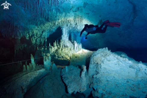 A Cenote Zacil-Ha | Room of Tears