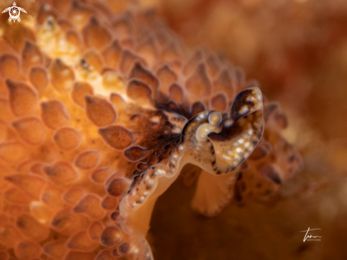 A Thysanozoon brochii | Carpet Flatworm