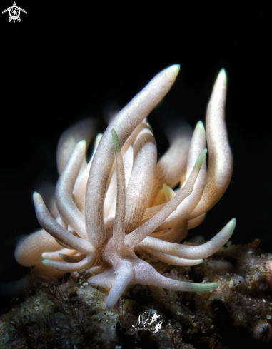 A Phyllodesmium briareum 