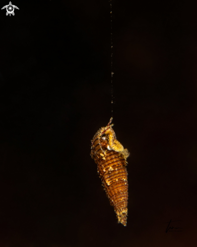 A Small needle whelk