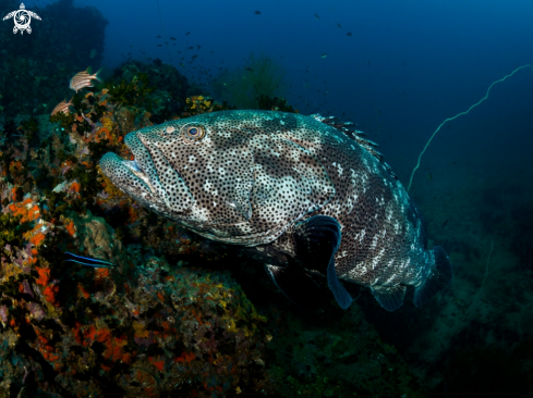 A Malabar Grouper