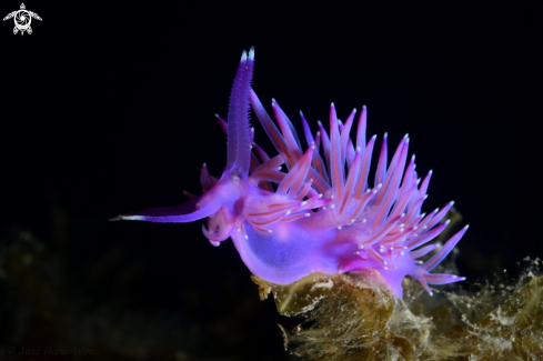 A Flabellina affinis | Nudibranch