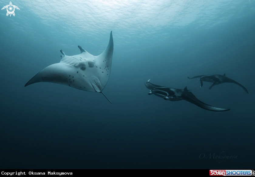 A Manta Rays in the blue of Indian Ocean