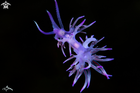 A Flabellina affinis