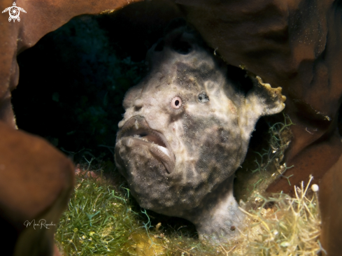 A Antennarius multiocellatus | Longlure Frogfish