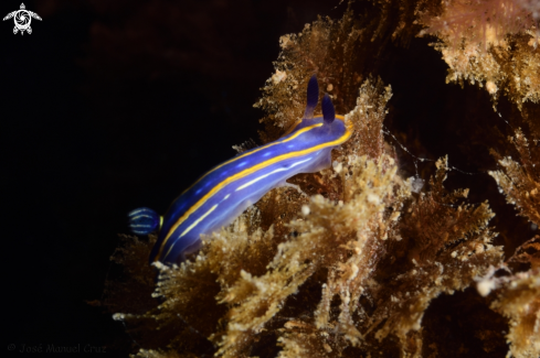 A Felimare tricolor | Nudibranch