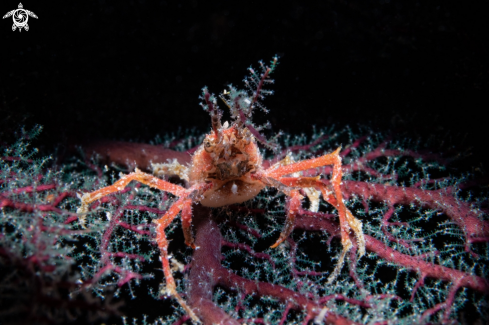 A Decorator crab