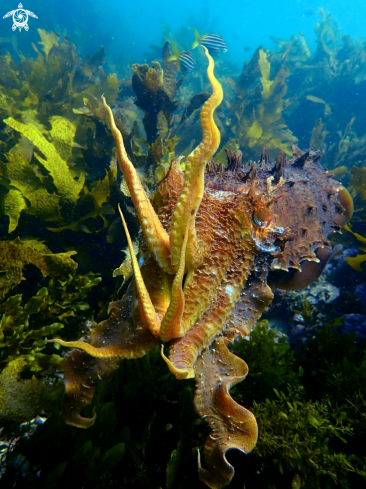 A Sepia apama | Australian giant cuttlefish