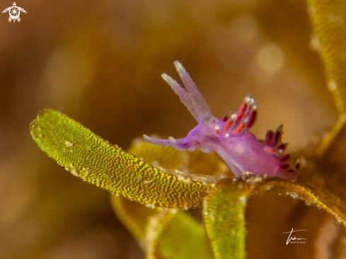 Edmundsella pedata