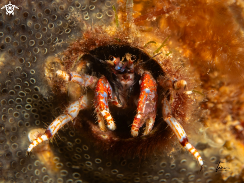 A Calcinus tubularis | Hermit crab