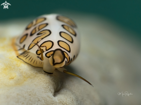 A Cyphoma gibbosum | Flamingo Tongue