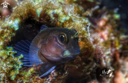 A Blenny 