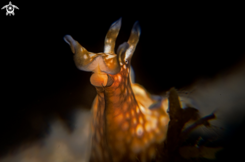 A Aplysia nigrocincta | Marine Slug