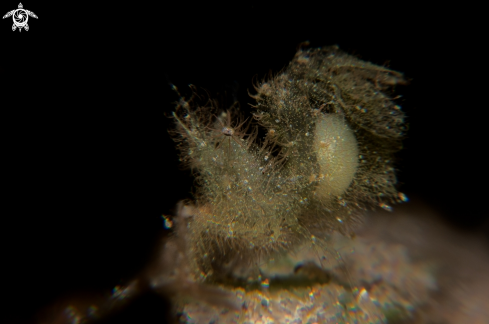 A Phycocaris simulans | Algae shrimp
