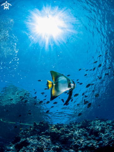 A Platax orbicularis | Orbiculate Batfish