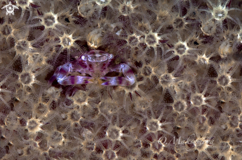 A Soft Coral Porcelain Crab