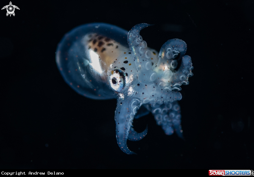 A Juvenile Cephalopod