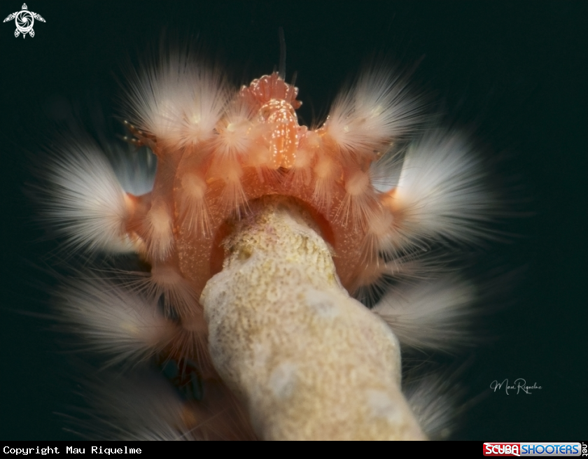 A Bearded Fireworm
