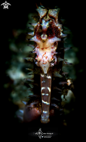 A Thorny Seahorse