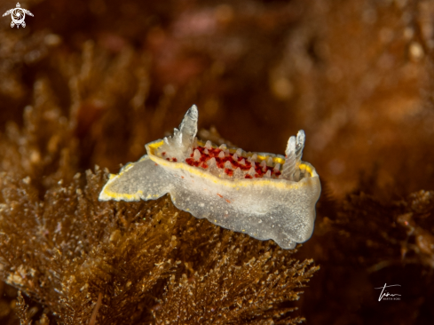 A Diaphorodoris luteocincta | Diaphorodoris luteocincta