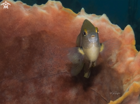 A Stegastes planifrons | Threespot Damselfish