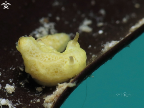 A Dorid Nudibranch