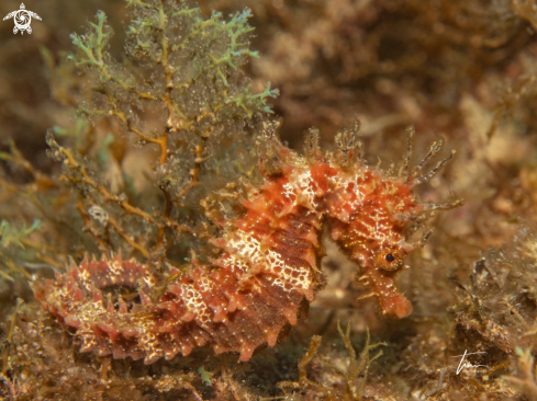 A Hippocampus guttulatus | Seahorse