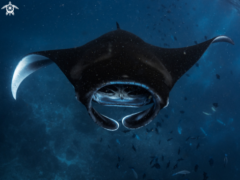 Manta Ray