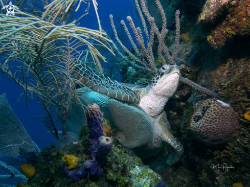 A Chelonia mydas | Green Sea Turtle