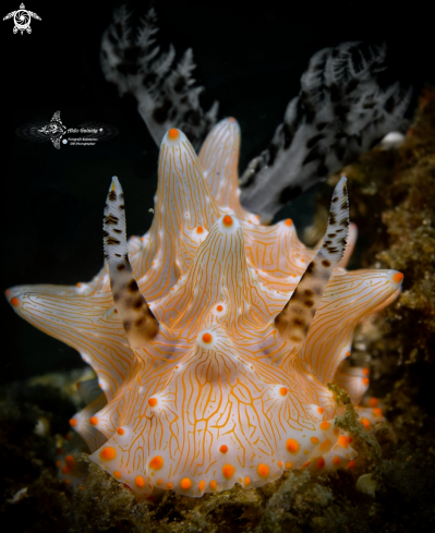 A Halgerda Nudibranch