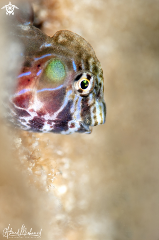 A Blenny