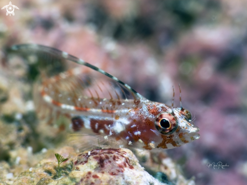 A Emblemaria hyltoni | Filament Blenny