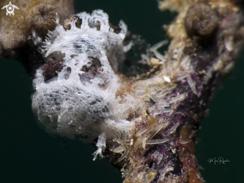 A Tufted Nudibranch