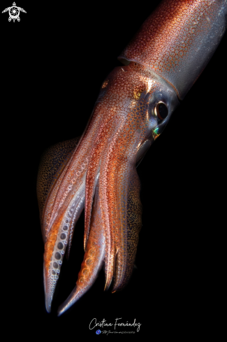 Squid