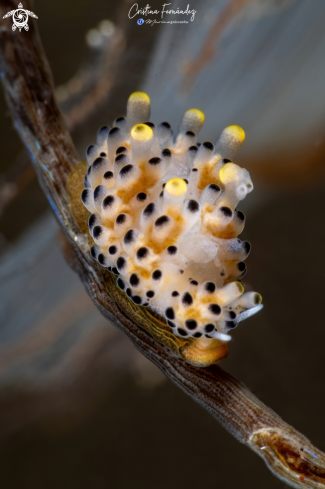 A Doto sp. | Nudibranch