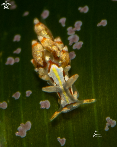 A Trinchesia genovae | Trinchesia genovae