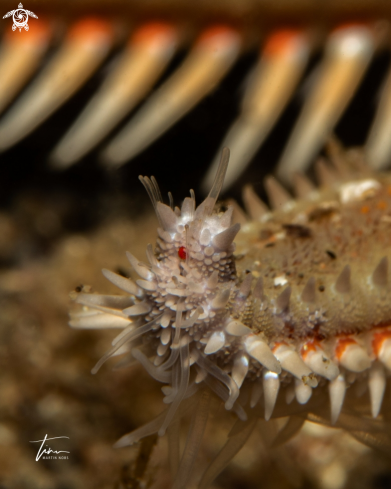 A Astropecten aranciacus | Spiny Seastar