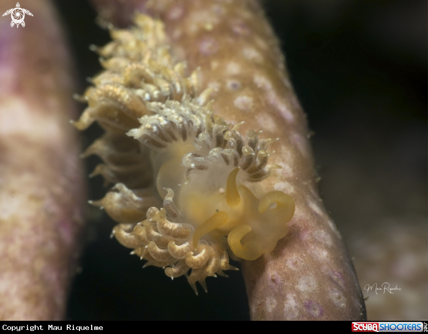 A White-Speckled Nudibranch