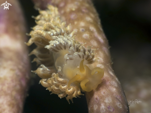 A White-Speckled Nudibranch