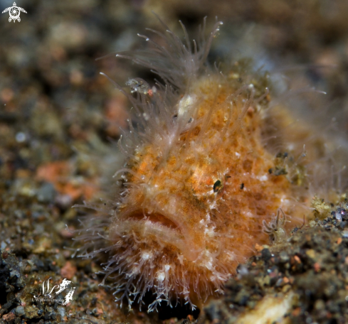 A Hairy frogfish 